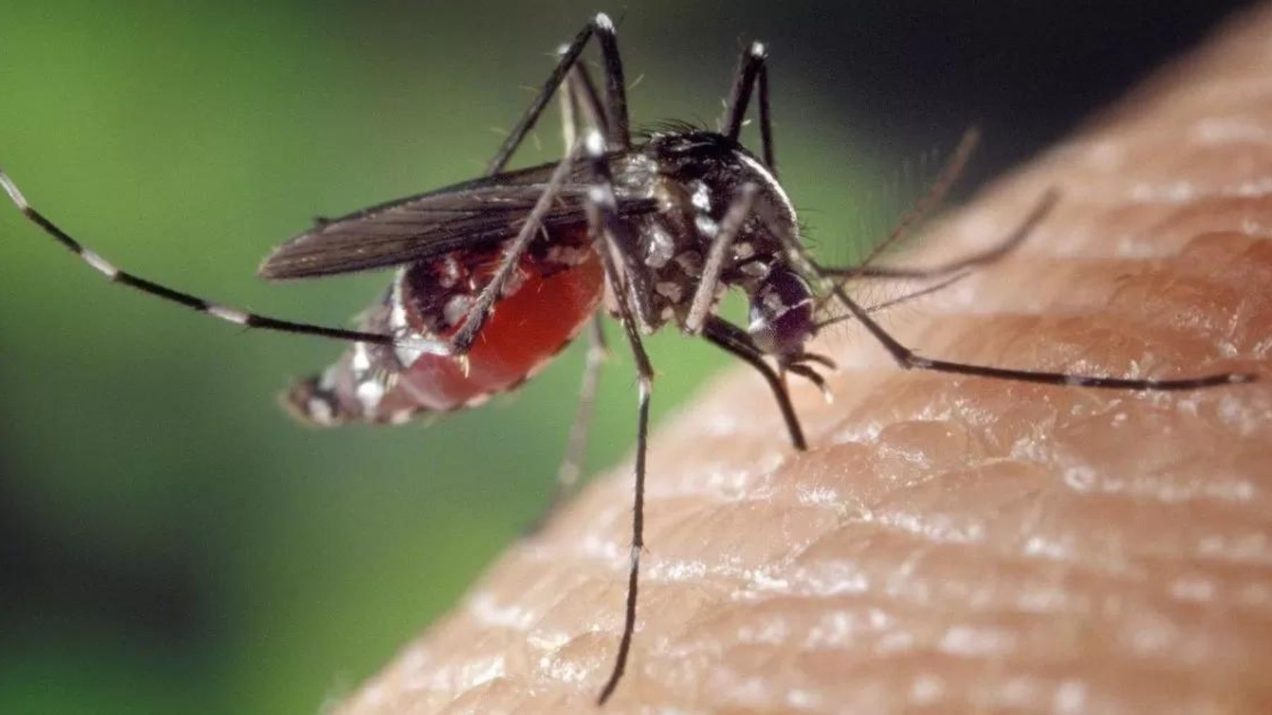Mosquitoes: how to get rid of them through simple and natural remedies