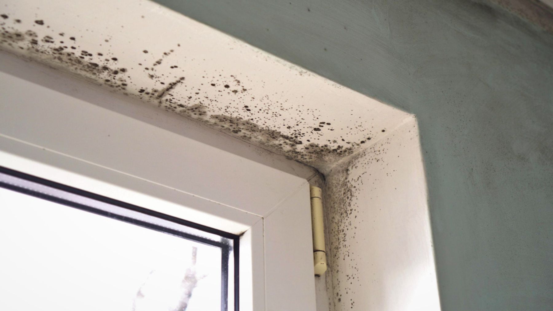 Mold in your house: here are 12 natural remedies to eliminate it