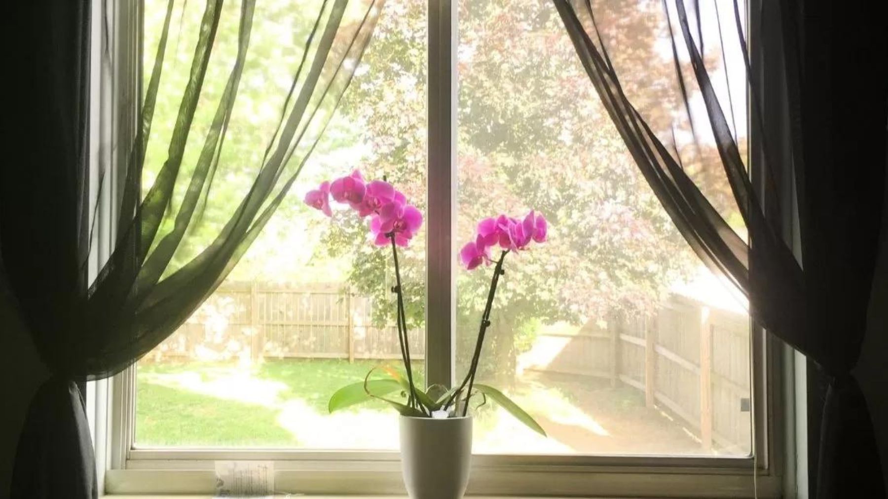 Orchids: 10 simple and effective tips to make them bloom again