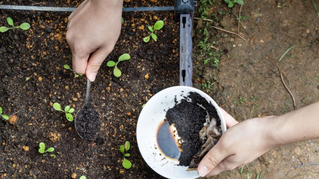 coffee grounds: gardening