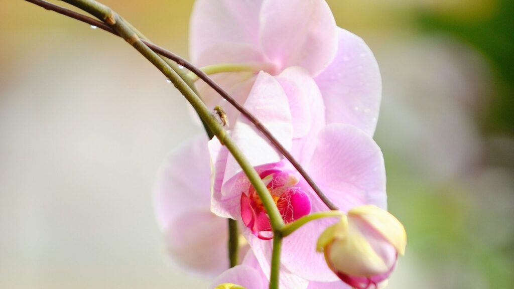 orchids: pruning