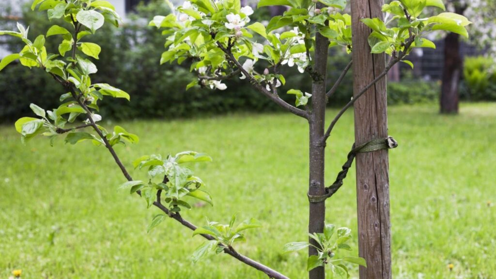 Elastic band for plants