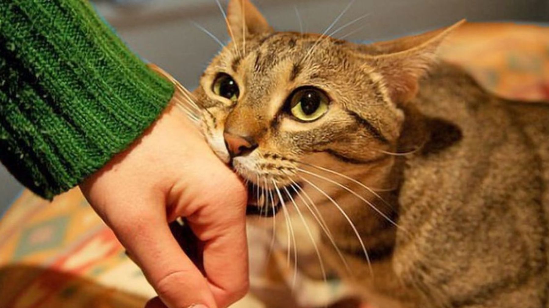 La vie des chats : comment comprendre tous leur comportements